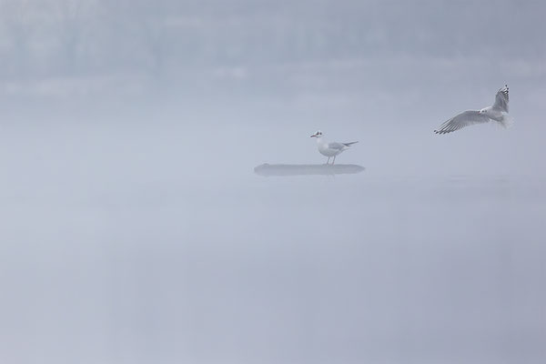 Möwen, momente-der-schoepfung.ch
