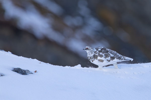 Alpenscheehuhn, momente-der-schoepfung.ch