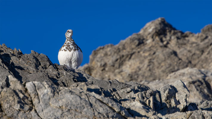 Alpenscheehuhn, momente-der-schoepfung.ch