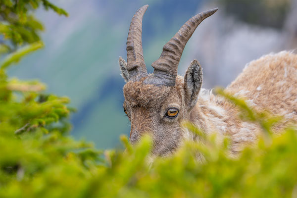 Alpensteinbock, momente-der-schoepfung.ch