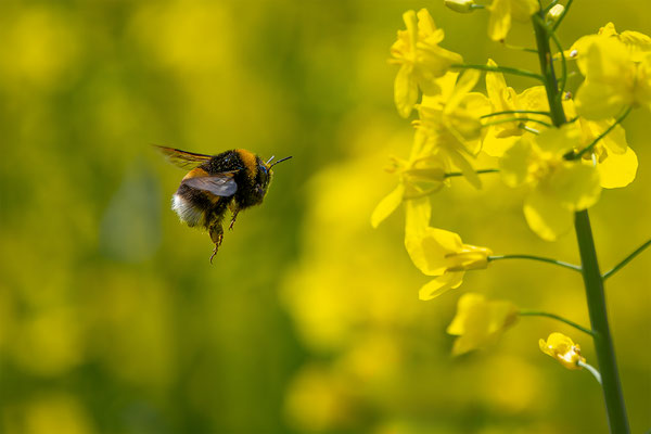 Hummel, momente-der-schoepfung.ch