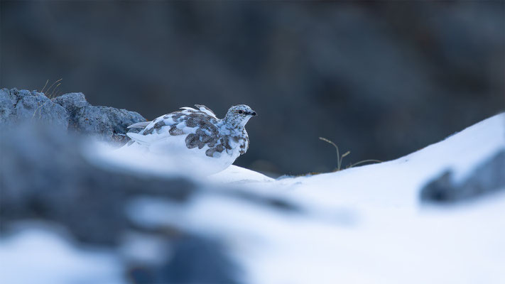 Alpenscheehuhn, momente-der-schoepfung.ch