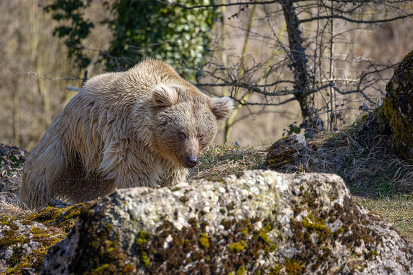 Syrischer Braunbär Tierpakt Arth Goldau, momente-der-schoepfung.ch