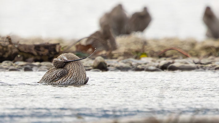 Brachvögel, momente-der-schoepfung.ch