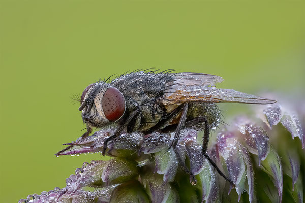 Fliege, ABM 2.5:1, momente-der-schoepfung.ch