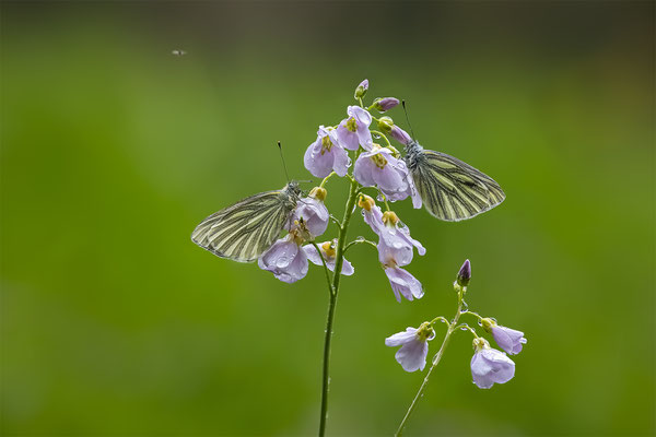 Grünadernweissling, momente-der-schoepfung.ch