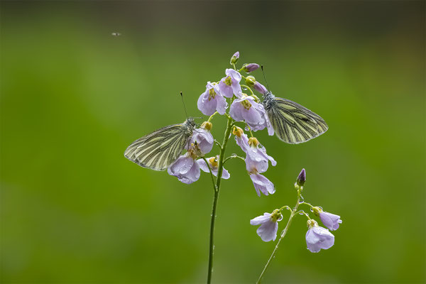 Grünadernweissling, momente-der-schoepfung.ch