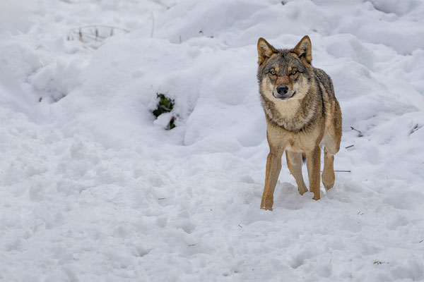 Wolf, momente-der-schoepfung.ch