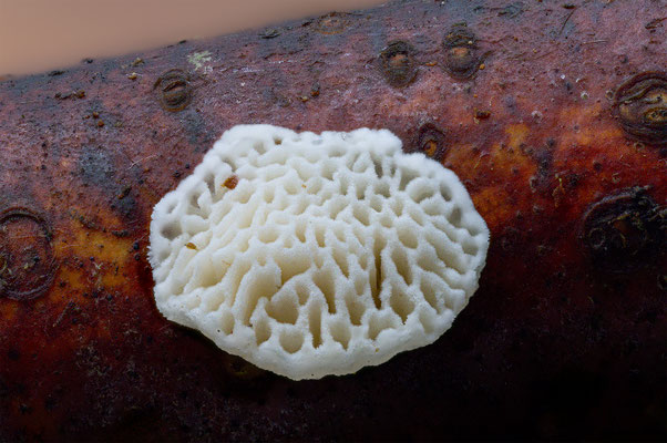 Pilz mir unbekannt, momente-der-schoepfung.ch