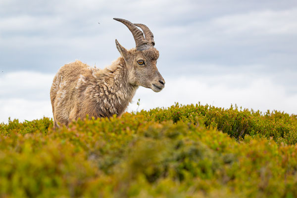 Alpensteinbock, momente-der-schoepfung.ch
