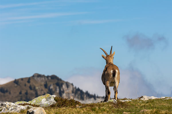 Steinbockgeis, momente-der-schoepfung.ch