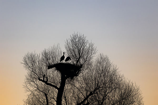 Storch, momente-der-schoepfung.ch