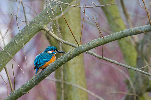 Eisvogel, momente-der-schoepfung.ch