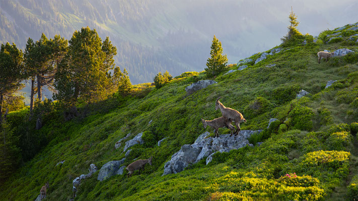 Alpensteinbock, momente-der-schoepfung.ch