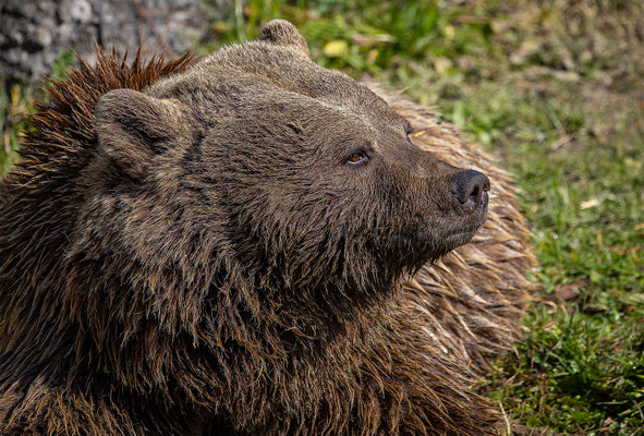 Syrischer Braunbär Tierpakt Arth Goldau, momente-der-schoepfung.ch