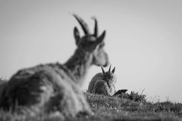 Alpensteinbock, momente-der-schoepfung.ch