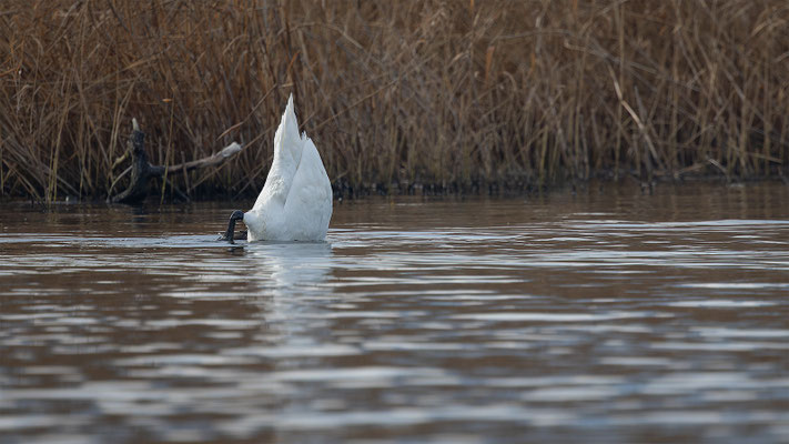 Höckerschwan, momente-der-schoepfung.ch