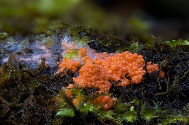 Myxomyceten Schleimpilz Plasmodium, ABM1:1, momente-der-schoepfung.ch