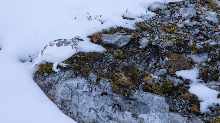 Alpenscheehuhn, momente-der-schoepfung.ch