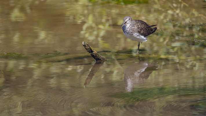 Waldwasserläufer, momente-der-schoepfung.ch