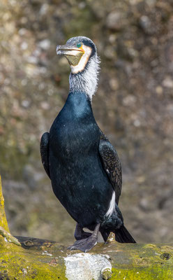 Kormoran, Tierpakt Arth Goldau, momente-der-schoepfung.ch