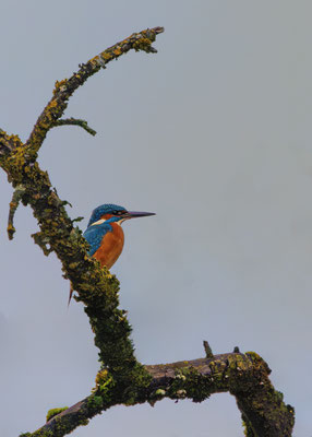Eisvogel, momente-der-schoepfung.ch