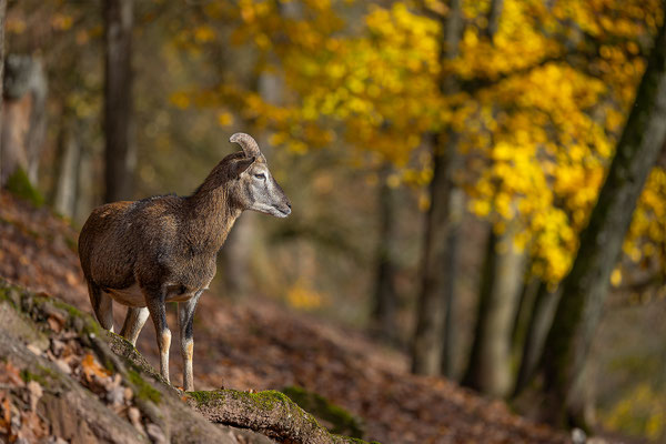 Mufflon, Tierpakt Arth Goldau, momente-der-schoepfung.ch