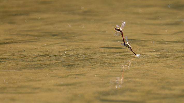 Libelle, momente-der-schoepfung.ch