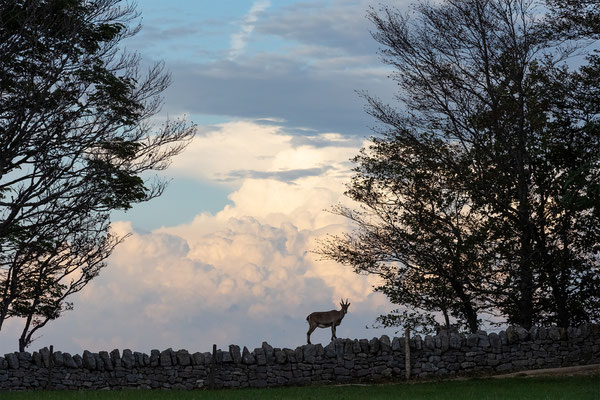 Alpensteinbock, momente-der-schoepfung.ch