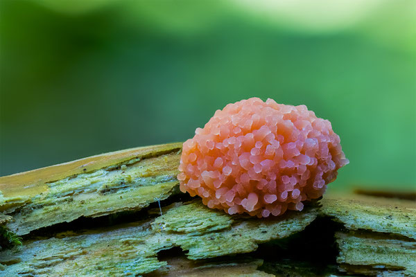 Myxomyceten Schleimpilz, Tubulifera arachnoidea, ABM1,2:1, momente-der-schoepfung.ch