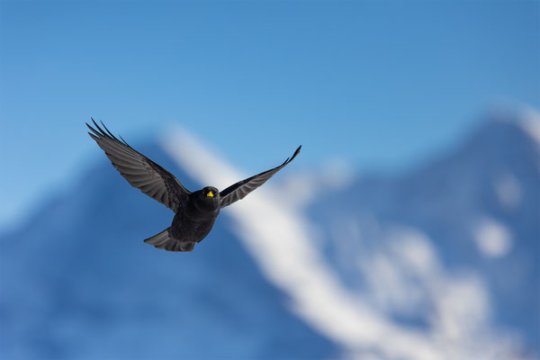 Alpendohle, momente-der-schoepfung.ch