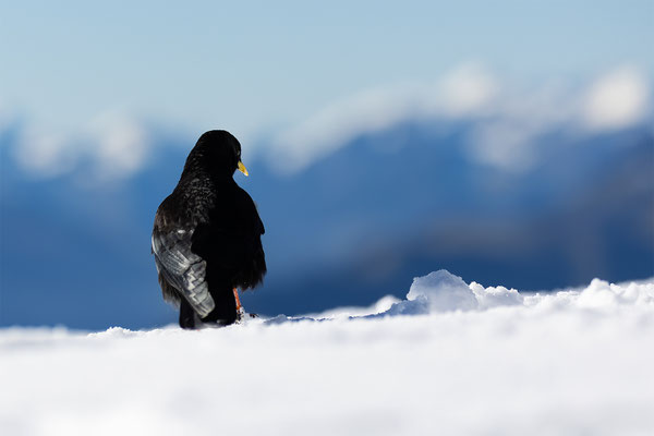 Alpendohle, momente-der-schoepfung.ch