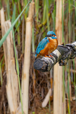 Eisvogel, momente-der-schoepfung.ch