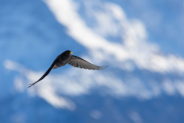 Alpendohle, momente-der-schoepfung.ch