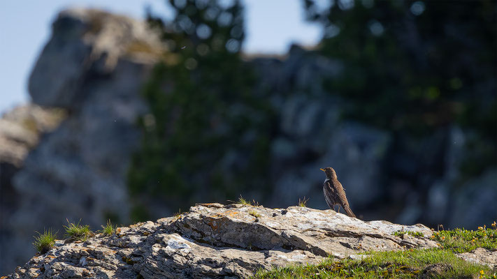 Ringdrossel, momente-der-schoepfung.ch