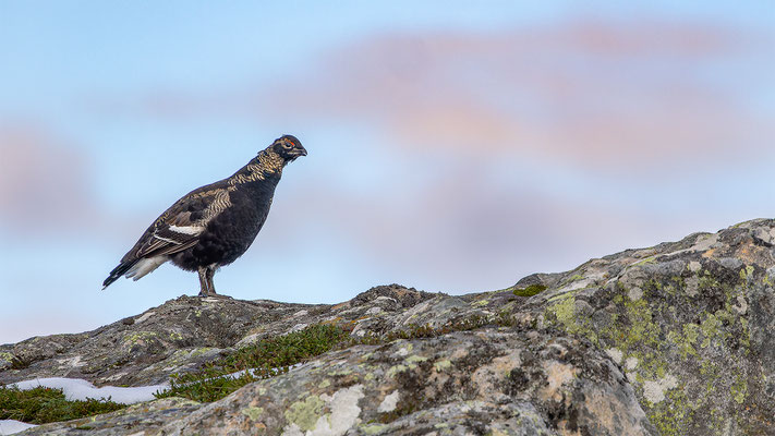 Birkhahn, momente-der-schoepfung.ch