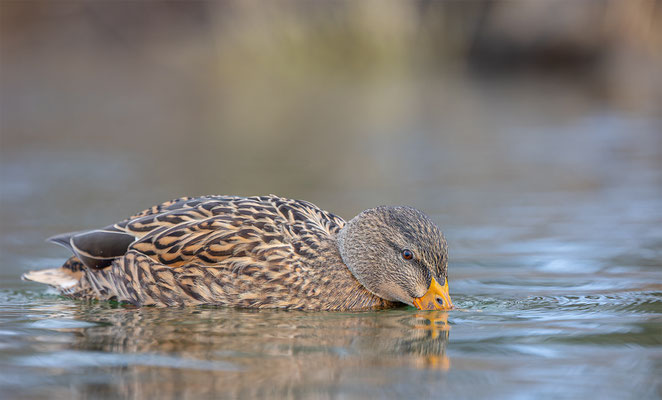 Stockente, momente-der-schoepfung.ch