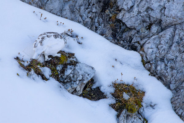 Alpenscheehuhn, momente-der-schoepfung.ch