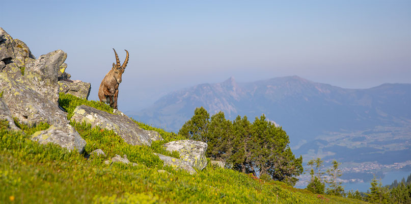 Alpensteinbock, momente-der-schoepfung.ch