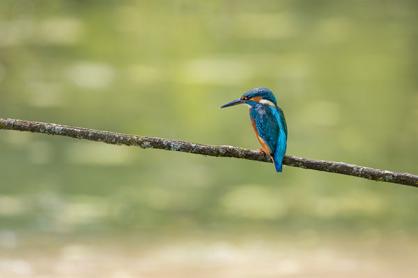 Eisvogel, momente-der-schoepfung.ch