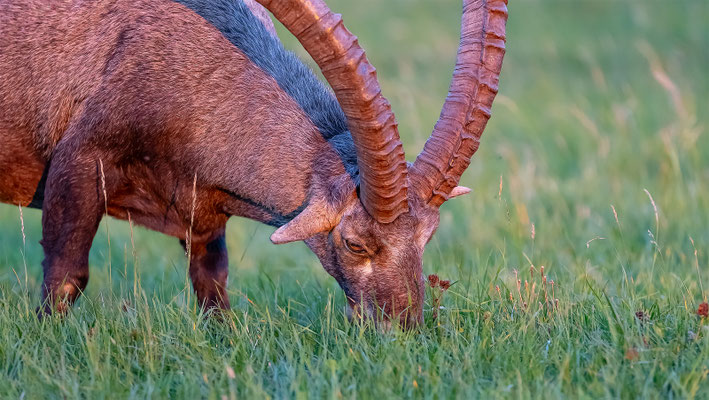 Alpensteinbock, momente-der-schoepfung.ch