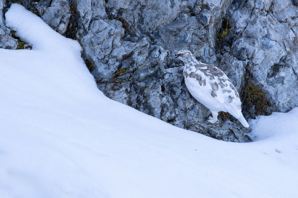 Alpenscheehuhn, momente-der-schoepfung.ch