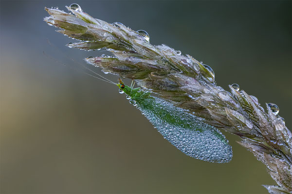 Flohrfliege, ABM1:1, momente-der-schoepfung.ch