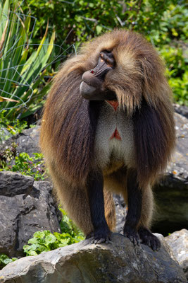 Dschelada, Zürcher Zoo, momente-der-schoepfung.ch