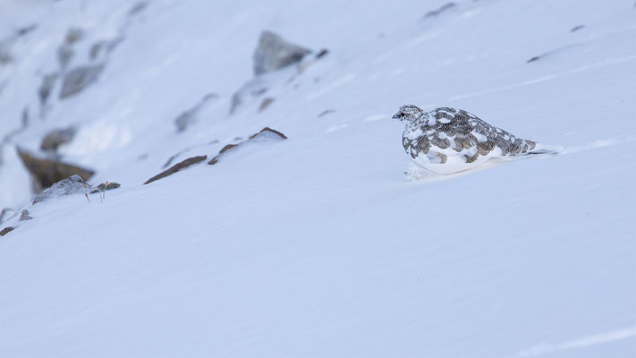 Alpenscheehuhn, momente-der-schoepfung.ch