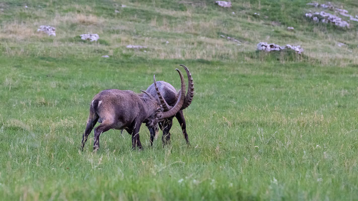 Alpensteinbock, momente-der-schoepfung.ch