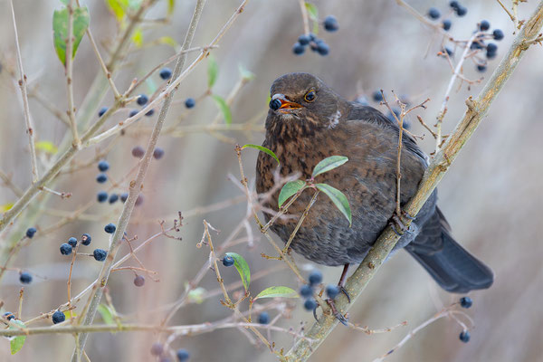 Amsel, momene-der-schoepfung.ch