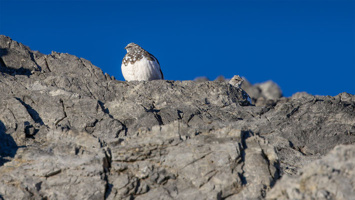 Alpenscheehuhn, momente-der-schoepfung.ch