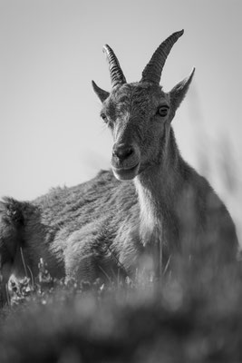 Alpensteinbock, momente-der-schoepfung.ch