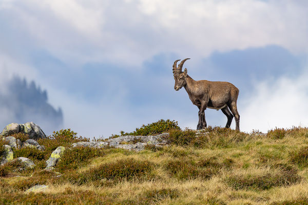 Alpensteinbock, momente-der-schoepfung.ch